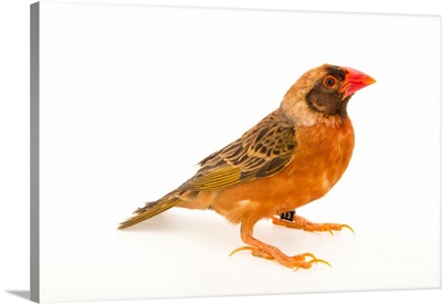 Red billed quelea, Quelea quelea, from a private collection