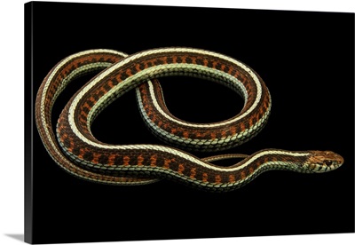 Red Sided Garter Snake, Thamnophis Sirtalis Infernalis, At The Exmoor Zoo