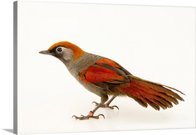 Red tailed laughingthrush, Trochalopteron milnei, at the Plzen Zoo