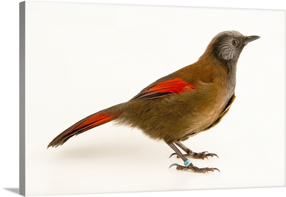 Red winged laughingthrush, Trochalopteron formosum formosum, at the Plzen Zoo.