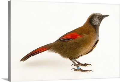 Red winged laughingthrush, Trochalopteron formosum formosum, at the Plzen Zoo
