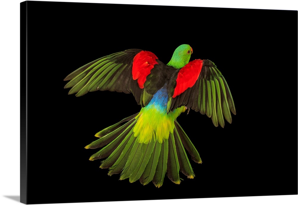 Red winged parrot, Aprosmictus erythropterus coccineopterus, at Logo Parque Fundacion.