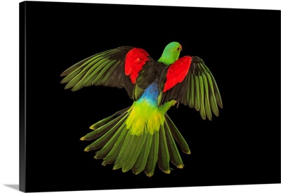 Red winged parrot, Aprosmictus erythropterus coccineopterus, at Logo Parque Fundacion