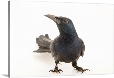 Red winged starling, Onychognathus morio, from a private collection