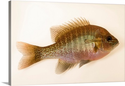 Redbreast Sunfish, Lepomis Auritus, At Welaka National Fish Hatchery Aquarium