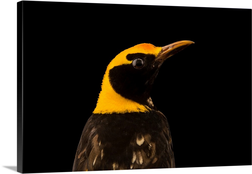 Regent bowerbird, Sericulus chrysocephalus, at Healesville Sanctuary.