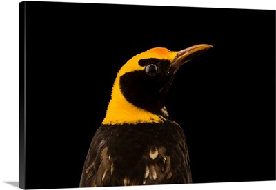 Regent bowerbird, Sericulus chrysocephalus, at Healesville Sanctuary