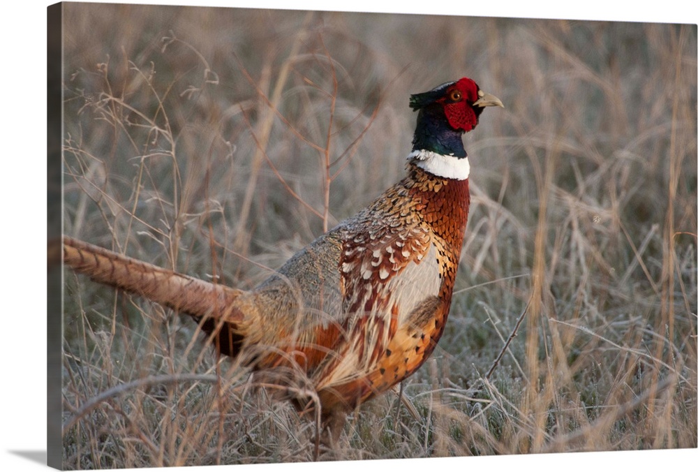 Ringnecked pheasant, Phasianus colchicus, in the Nebraska sandhills.