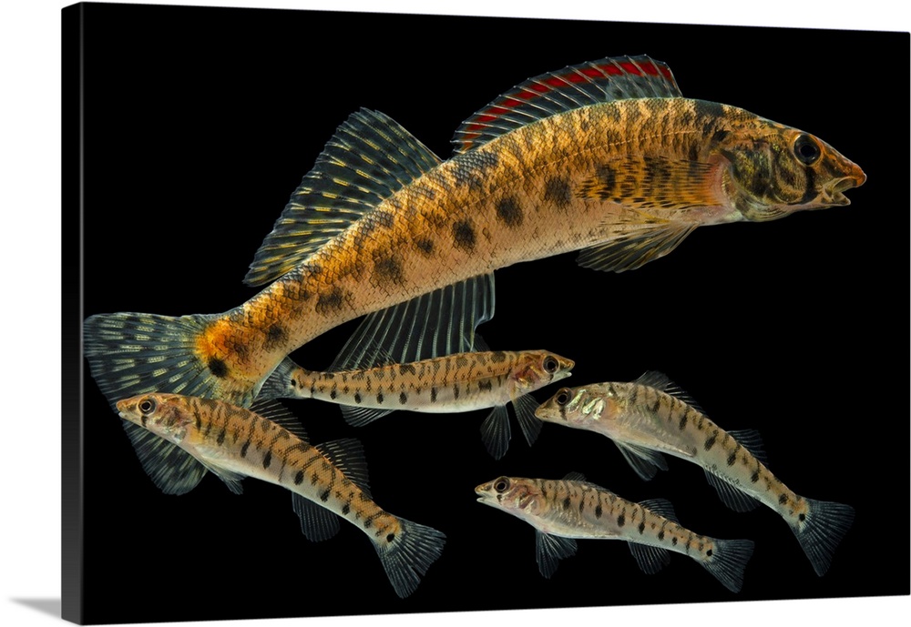 Vulnerable (IUCN) and federally endangered Roanoke logperch (Percina rex) at Conservation Fisheries. Shown is an adult wit...