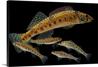 Roanoke Logperch At Conservation Fisheries