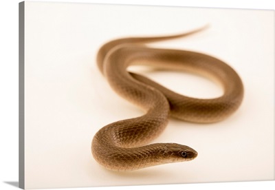 Rough Earth Snake, Virginia Striatula, At Wildcare In Noble, Oklahoma
