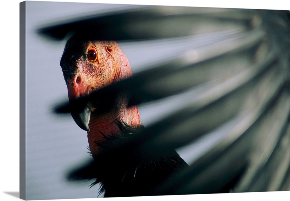 A view of a California condor through its own primary feathers. This park is where the California condor was brought back ...