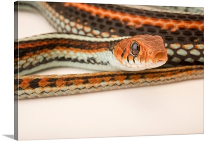 San Francisco Garter Snake, Thamnophis Sirtalis Tetrataenia, At The Exmoor Zoo