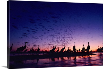 Sandhill cranes silhouetted against a twilight sky, Nebraska