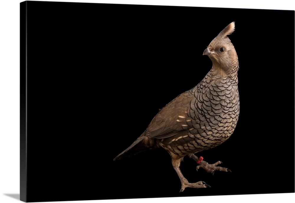 Scaled quail, Callipepla squamata, at the Albuquerque Biological Park.