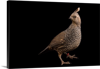 Scaled quail, Callipepla squamata, at the Albuquerque Biological Park