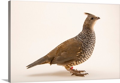 Scaled quail, Callipepla squamata, at the Albuquerque Biological Park
