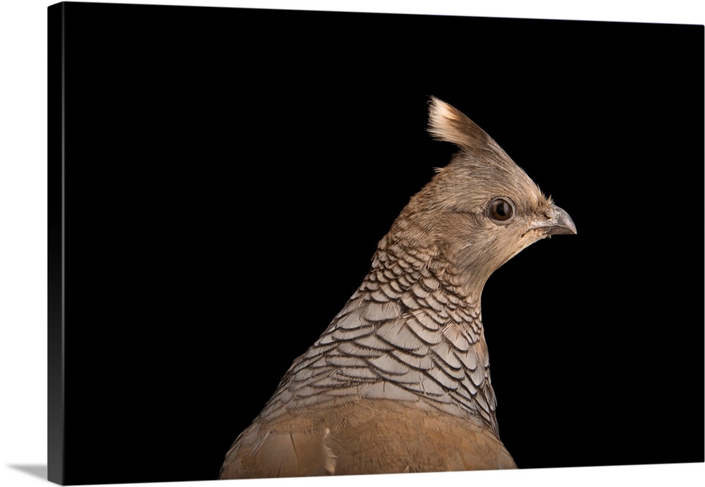 Scaled quail, Callipepla squamata, at the Albuquerque Biological Park.