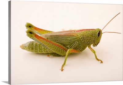 Showy Grasshopper, Hesperotettix Speciosus, At Cedar Point Biological Station