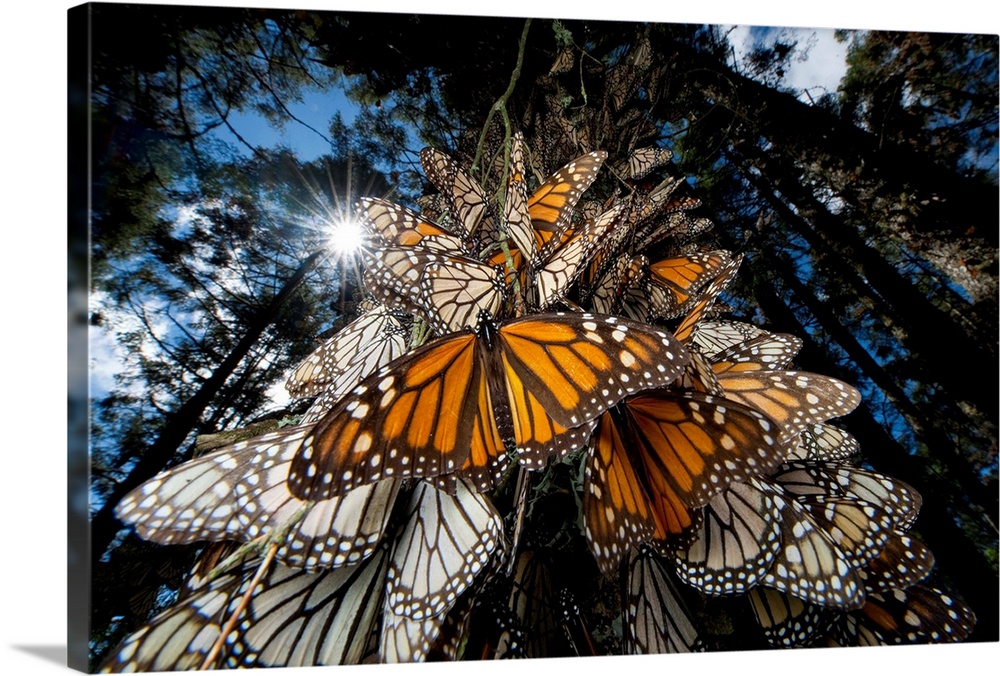 Millions of monarch butterflies travel to winter roosts in Mexico.