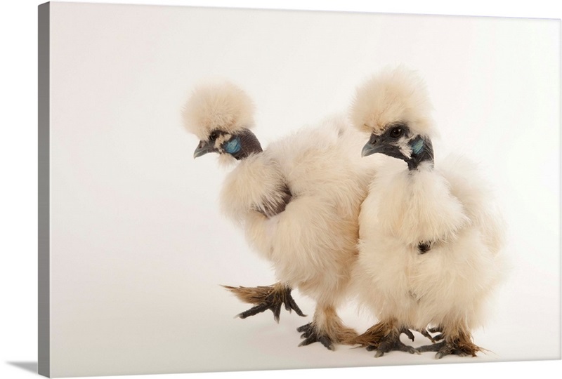 Silkie showgirl chickens, Gallus gallus domesticus, at the Fort Worth
