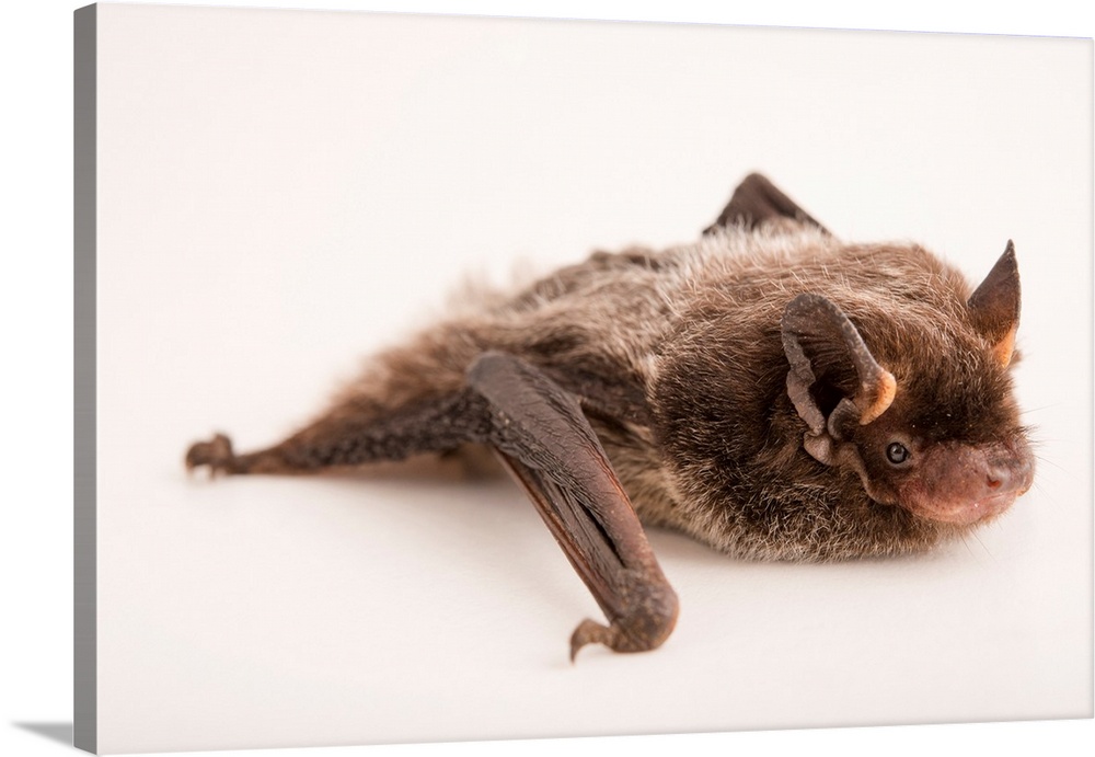 Silver haired bat, Lasionycteris noctivagans, from RD Wildlife Management.