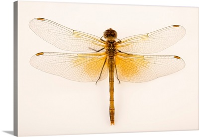 Skimmer Dragonfly, Sympetrum Occidentale, At Cedar Point Biological Station