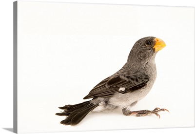 Slate Colored Seedeater, Sporophila Schistacea, At The National Aviary Of Colombia