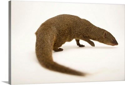 Small Indian Mongoose, Herpestes Javanicus, At The Assam State Zoo