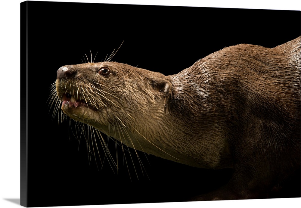 Smooth coated otter, Lutrogale perspicillata, at Zoo Taiping.