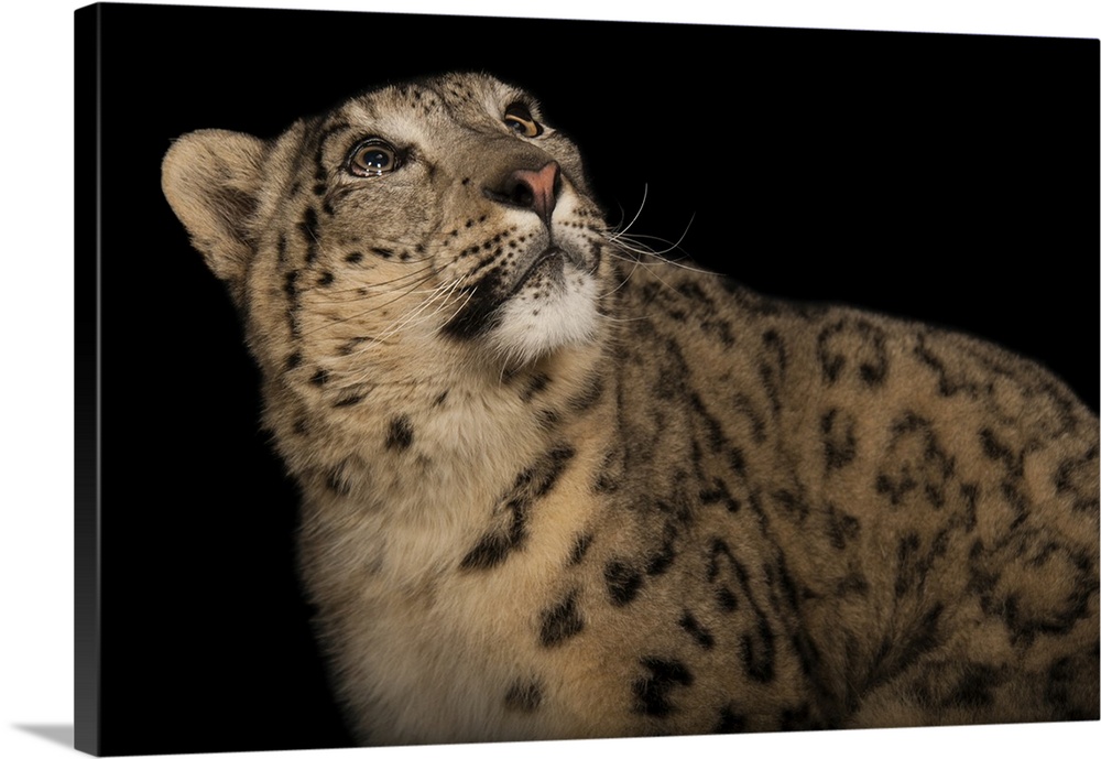An endangered (IUCN) and federally endangered snow leopard (Panthera uncia) at the Miller Park Zoo.