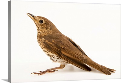 Song thrush, Turdus philomelos, from a private collection