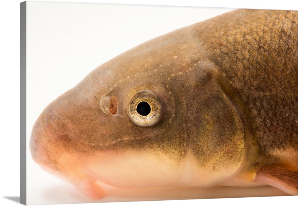 Sonora sucker, Catostomus insignis, at Mora National Fish Hatchery.