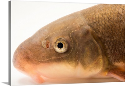Sonora sucker, Catostomus insignis, at Mora National Fish Hatchery