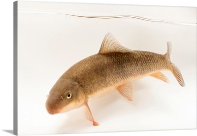 Sonora sucker, Catostomus insignis, at Mora National Fish Hatchery