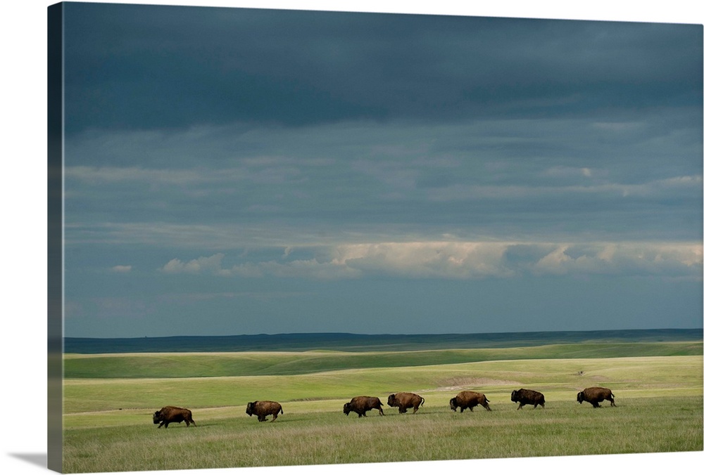 Wild American bison roam on a ranch in South Dakota.
