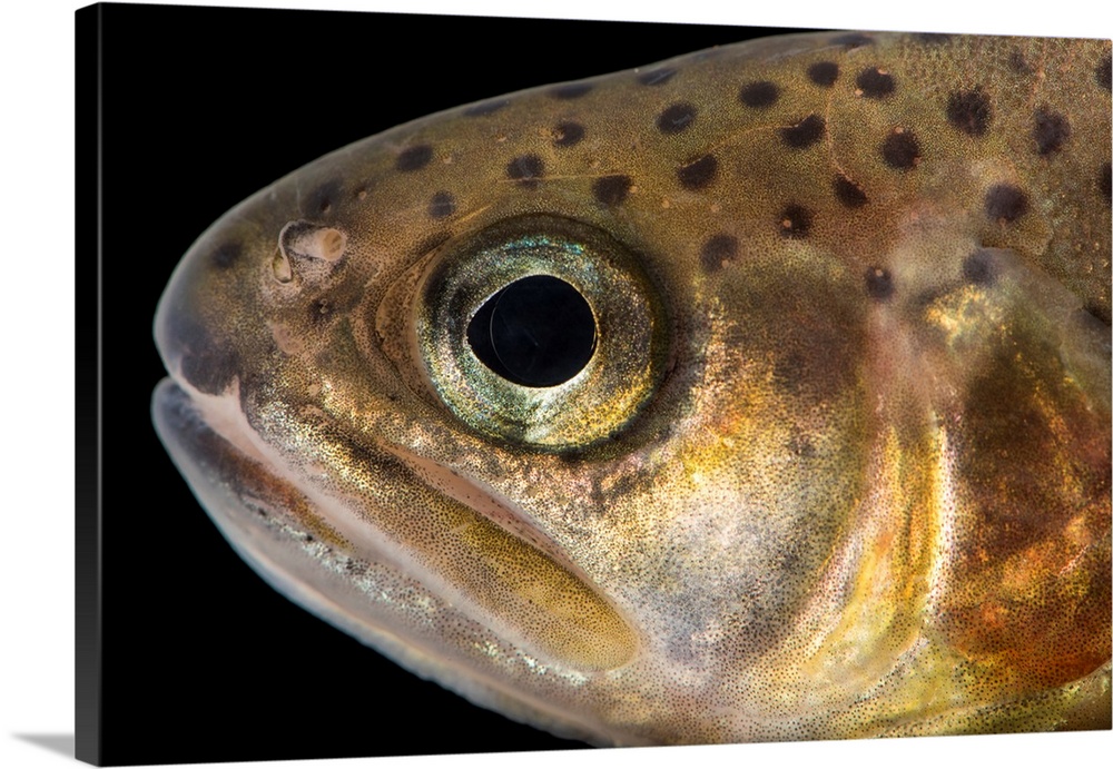 South Diamond Gila trout, Oncorhynchus gilae gilae, at Mora National Fish Hatchery.