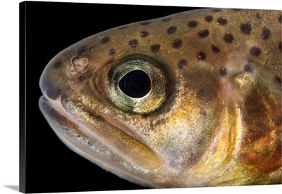 South Diamond Gila trout, Oncorhynchus gilae gilae, at Mora National Fish Hatchery