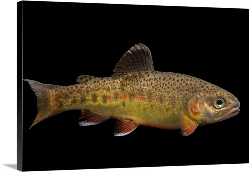 South Diamond Gila trout, Oncorhynchus gilae gilae, at Mora National Fish Hatchery.