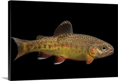 South Diamond Gila trout, Oncorhynchus gilae gilae, at Mora National Fish Hatchery