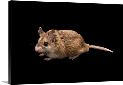 Southern grasshopper mouse or scorpion mouse at Southwest Wildlife Conservation Center