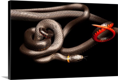 Southern ring-necked snakes