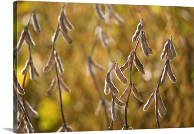Soybeans In A Field In Nebraska