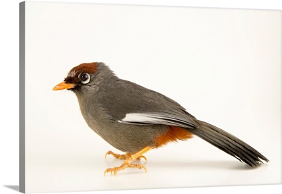 Spectacled laughingthrush, Garrulax mitratus, at the Plzen Zoo