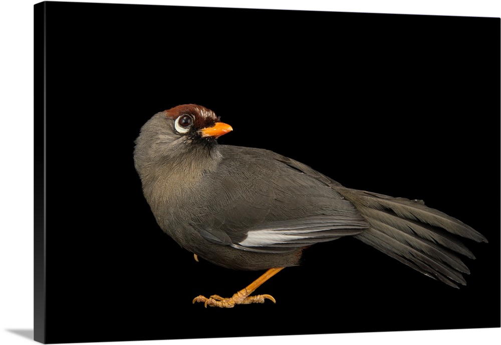 Spectacled laughingthrush, Garrulax mitratus, at the Plzen Zoo.