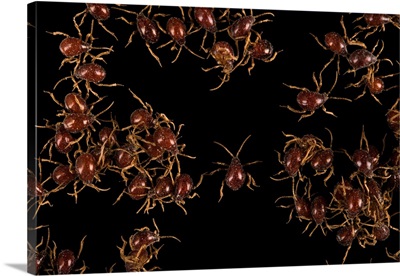 Spider beetles, Gibbium aequinoctiale, at Western Kentucky University