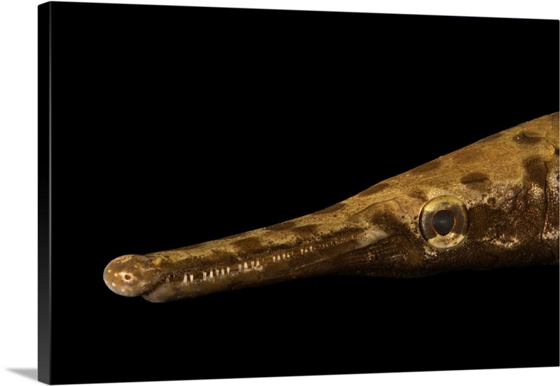 Spotted Gar, Lepisosteus Oculatus, At Welaka National Fish Hatchery