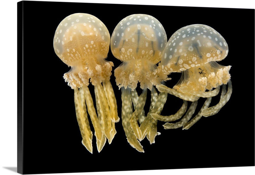 Spotted jellyfish (Mastigias papua) at the Monterey Bay Aquarium.