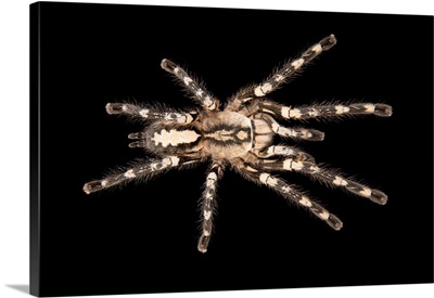 Sri Lanka Ornamental Spider, Poecilotheria Fasciata, At The Budapest Zoo