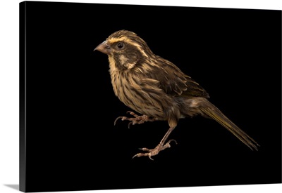 Streaky seedeater, Crithagra striolatus, from a private collection